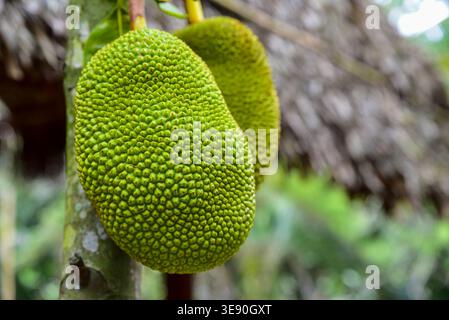 Ripe jackfruit hangs from tree branch. Green, bumpy surface gleams under natural light. Foliage and rustic roof form soft background. Image highlights Stock Photo