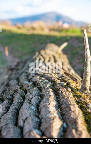 Close up of fallen tree bark with moss and a small dry branch, perspective view of a log on a sunny winter day, Nisava riverbank, Nis, Serbia Stock Photo