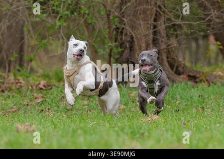 Two happy Staffordshire Bull Terrier dogs playing and running together in a park Stock Photo