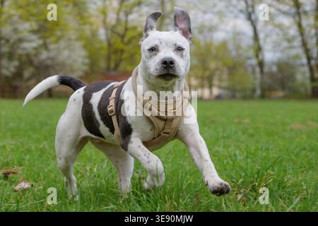 Happy spotted Staffordshire Bull Terrier dog running and playing on green grass Stock Photo