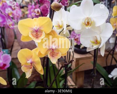 A beautiful composition of yellow and white moth orchids (Phalaenopsis) in full bloom. The yellow flowers feature soft pink centers, while the white o Stock Photo