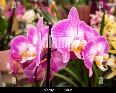Close-up of vibrant pink moth orchids (Phalaenopsis) in full bloom. The delicate petals feature fine vein patterns, leading to a contrasting white and Stock Photo