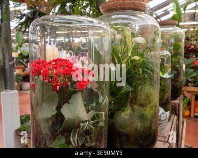 A beautiful arrangement of various houseplants, including vibrant red Kalanchoe and elegant white Spathiphyllum (Peace Lily), grown inside large glass Stock Photo