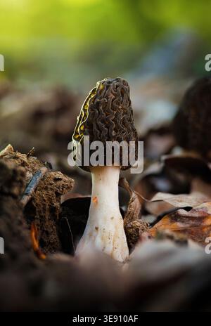 Wild Morel Mushroom (Morchella) Growing on Forest Floor, Macro Close-Up Stock Photo