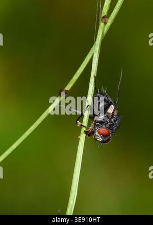 A young fly emerging from a larva on a grass stalk in summer Stock Photo