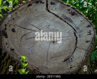A freshly cut tree stump tree Stock Photo