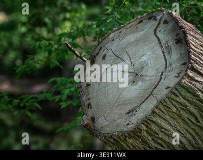 A freshly cut tree stump tree Stock Photo