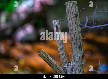 Three small tree stumps in a wooden area Stock Photo