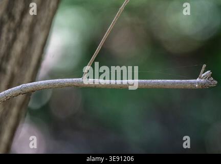 A young plant shoot against a blurred green background Stock Photo