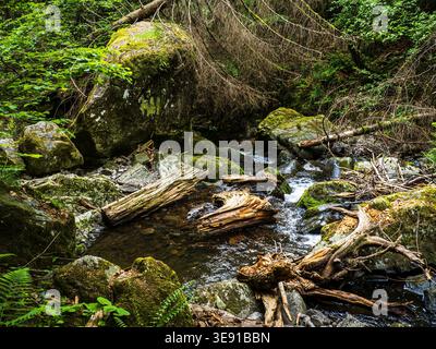 Black Forest, Germany June 1, 2022: A small stream and fallen branches in the Black Forest Stock Photo