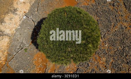 Top-down view of a round green moss cushion growing on cracked volcanic rock, textured stone background, natural abstract pattern and contrast. Stock Photo