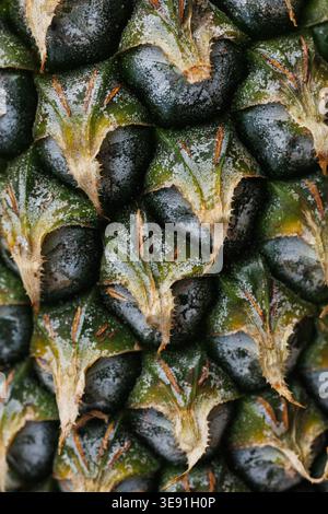 Extreme macro of unripe pineapple skin, Ananas comosus dark green-black hexagonal scales with spines. Abstract natural texture, geometric pattern Stock Photo