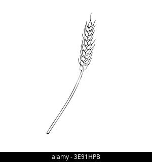 Vector ear of wheat, graphic hand drawn organic rye or barley, isolated illustration. Botanical hand drawn illustration isolated on background. Ideal Stock Vector
