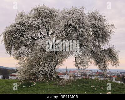 Blooming white tree on hill overlooking panorama Krakow Poland Stock Photo