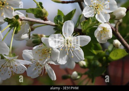 Prunus cerasus 'Morello'. Close up of a cluster of white morello cherry cherry flowers in the spring. Stock Photo
