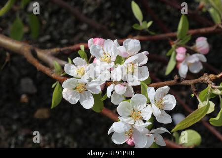 Malus 'Evereste'. Close up of freely flowering crab apple tree with white flowers and pink buds in spring. Stock Photo