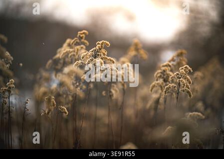 This image features a close-up view of dried goldenrod plants, possibly in a field, with a blurred background. Stock Photo