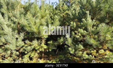 View on dense forest of lush green fir trees at summer day. Sunlight highlights vibrant needles, creating depth and natural texture. Scene evokes Stock Photo