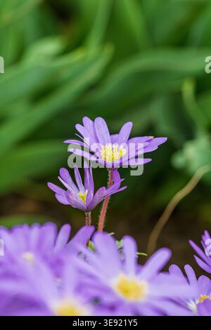 Blooming balkan anemone flowers growing in a natural garden setting during the spring season Stock Photo