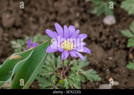 Blooming balkan anemone flowers growing in a natural garden setting during the spring season Stock Photo