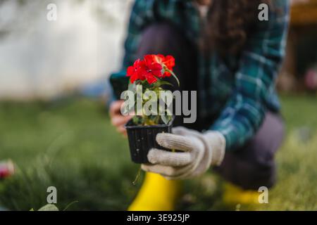 Woman wearing gardening gloves and yellow boots, holding a small pot with vibrant red impatiens flowers, preparing for planting in her backyard garden Stock Photo