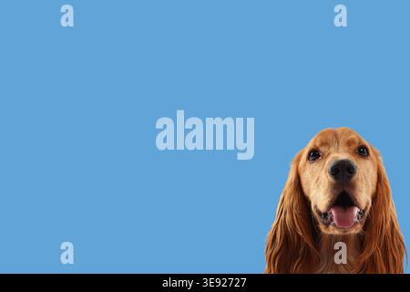 Cute cocker spaniel dog smiling against pastel blue background. Space for text Stock Photo