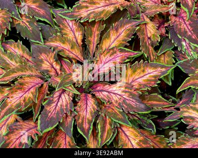 Variegated common Coleus leaves in green, pink and gold Stock Photo