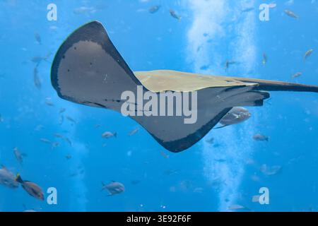 Sting ray swimming underwater. The short-tail stingray or smooth stingray (Bathytoshia brevicaudata) is a common species of sting-ray in the family Stock Photo