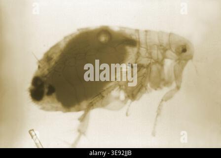 A magnified right lateral view of the Oriental rat flea, Xenopsylla ...