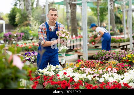 Floriculturist tending to blooming Surfinias in pots in garden center Stock Photo