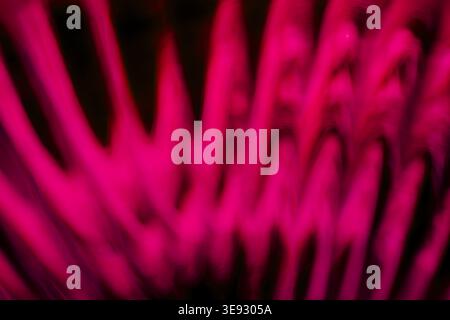 Abstract vibrant magenta neon light curves radiating with deep motion blur Stock Photo