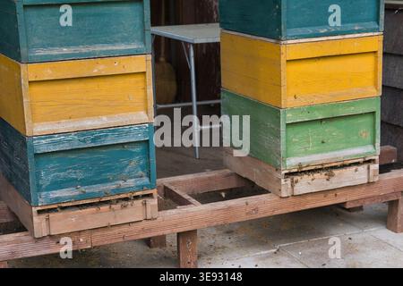 Two colorful wooden beehives with flying honey bees on apiary Stock Photo