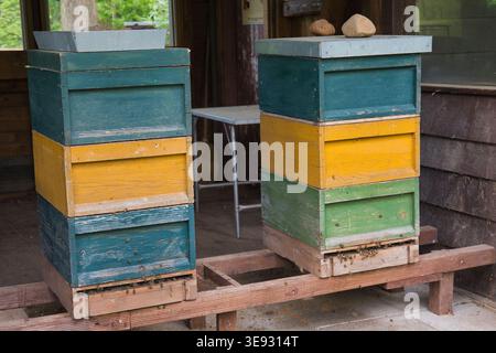 Two colorful wooden beehives with flying honey bees on apiary Stock Photo