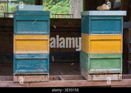 Two colorful wooden beehives with flying honey bees on apiary Stock Photo
