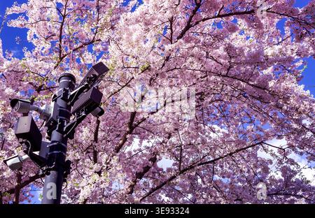 Security surveillance cameras mounted on a pole beneath blooming cherry blossom tree in spring against a blue sky. Security state, orwellian concept. Stock Photo