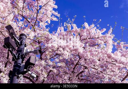 Security surveillance cameras mounted on a pole beneath blooming cherry blossom tree in spring against a blue sky. Security state, orwellian concept. Stock Photo