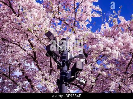 Security surveillance cameras mounted on a pole beneath blooming cherry blossom tree in spring against a blue sky. Security state, orwellian concept. Stock Photo