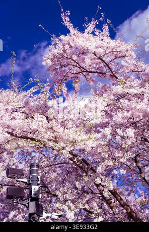 Security surveillance cameras mounted on a pole beneath blooming cherry blossom tree in spring against a blue sky. Security state, orwellian concept. Stock Photo