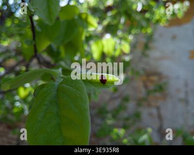 Small red ladybug (Coccinellidae) crawling on a fuzzy green leaf of a tree in a sunlit garden during spring. Stock Photo