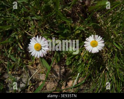 Top down view of two common daisies (Bellis perennis) blooming in green grass on a sunny spring day. Stock Photo