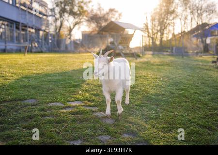 White goat moves across a sunny meadow on a farm, Schlehengaeuschule, Gechingen, Hecken and Gaeu region, Calw district, Germany Stock Photo