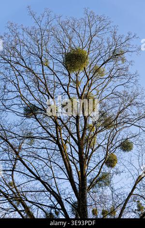Large Tree Infested with Round Green Mistletoe Bushes Against Blue Sky Stock Photo