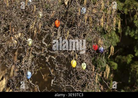 Colourful Easter eggs as decoration hanging on tree branches in a front garden, Bremen, Germany Stock Photo