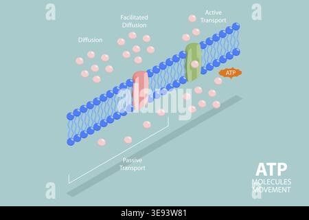 ATP molecule, illustration Stock Photo - Alamy