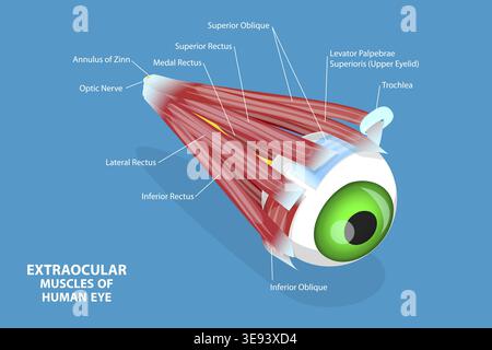 Optical Muscles Human eye muscles, illustration Stock Photo - Alamy