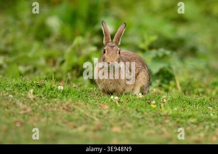 Rabbit oryctolagus cuniculus Stock Photo