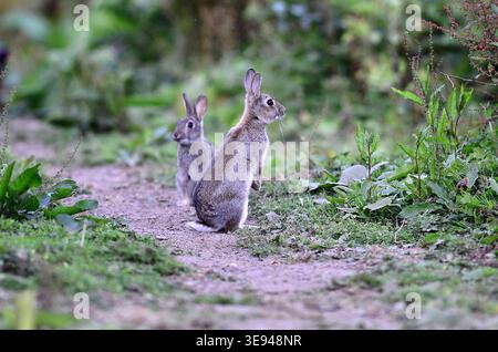 Rabbit oryctolagus cuniculus Stock Photo
