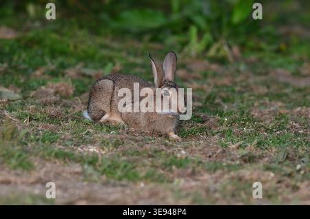 Rabbit oryctolagus cuniculus Stock Photo
