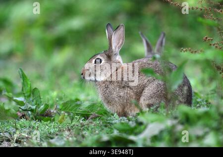 Rabbit oryctolagus cuniculus Stock Photo