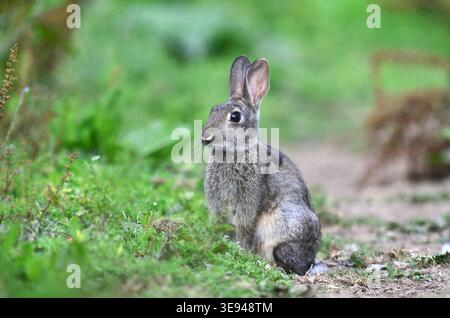 Rabbit oryctolagus cuniculus Stock Photo